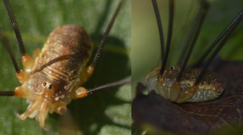 Opilio canestrinii